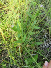 Epilobium glandulosum
