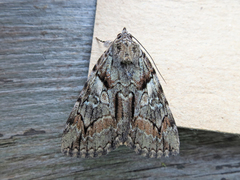 Catocala blandula