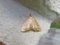 Crocidophora tuberculalis