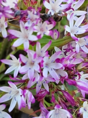 Codonorhiza fastigiata