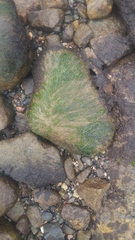 Cladophora rupestris