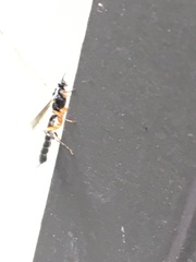 Clistopyga recurva