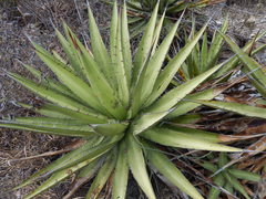 Agave angustiarum