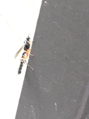 Clistopyga recurva