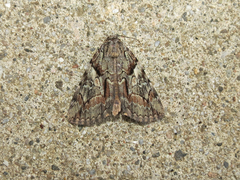 Catocala blandula
