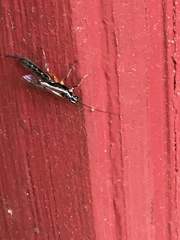 Clistopyga recurva