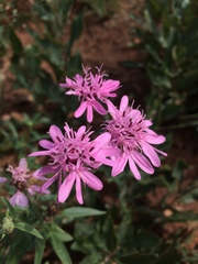 Palafoxia sphacelata