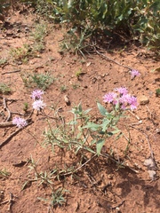 Palafoxia sphacelata