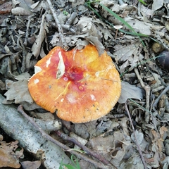 Russula aurea