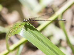 Argia oculata