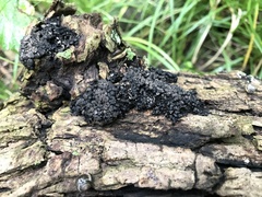 Kretzschmaria cetrarioides