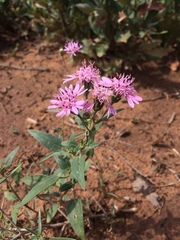 Palafoxia sphacelata