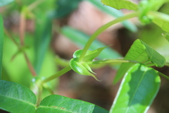 Desmodium cordistipulum