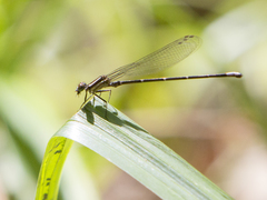 Argia oculata