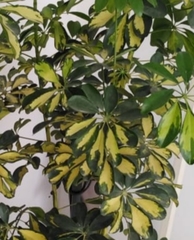 Heptapleurum arboricola