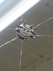 Gasteracantha cancriformis