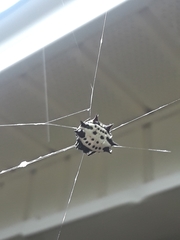 Gasteracantha cancriformis