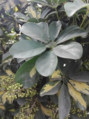 Heptapleurum arboricola