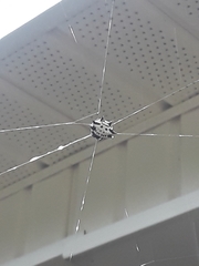 Gasteracantha cancriformis