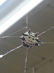 Gasteracantha cancriformis