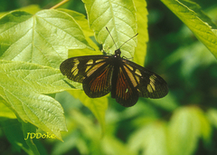 Actinote pellenea pellenea