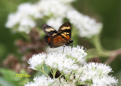 Actinote thalia pyrrha