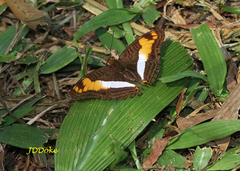 Adelpha thesprotia
