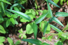 Desmodium cordistipulum