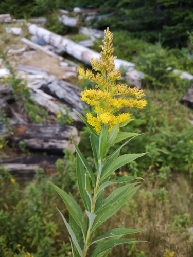 Image of Big-Toothed Canada Goldenrod (Solidago fallax) by (c) Todd Boland, some rights reserved (CC BY)