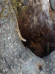 Sceloporus occidentalis occidentalis