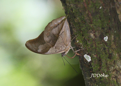 Archaeoprepona chromus chromus