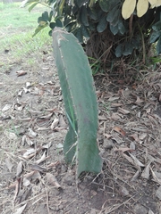 Cactoideae