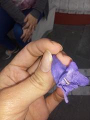 Jacaranda mimosifolia