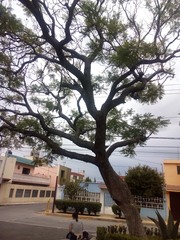 Jacaranda mimosifolia