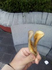 Jacaranda mimosifolia