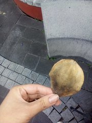 Jacaranda mimosifolia