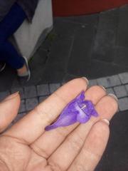 Jacaranda mimosifolia