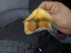 Jacaranda mimosifolia