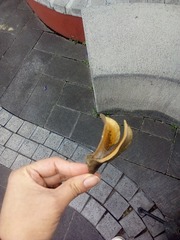 Jacaranda mimosifolia