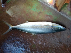 Elagatis bipinnulata