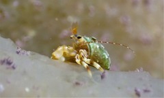 Paguridae