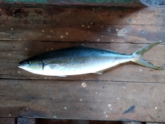 Elagatis bipinnulata