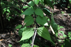 Ageratina areolaris