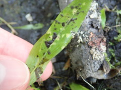 Doassansiopsis hydrophila