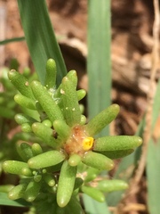 Portulaca halimoides