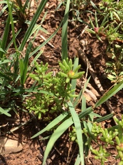 Portulaca halimoides