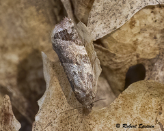 Argyrotaenia klotsi