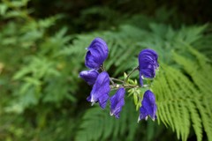 Aconitum degenii