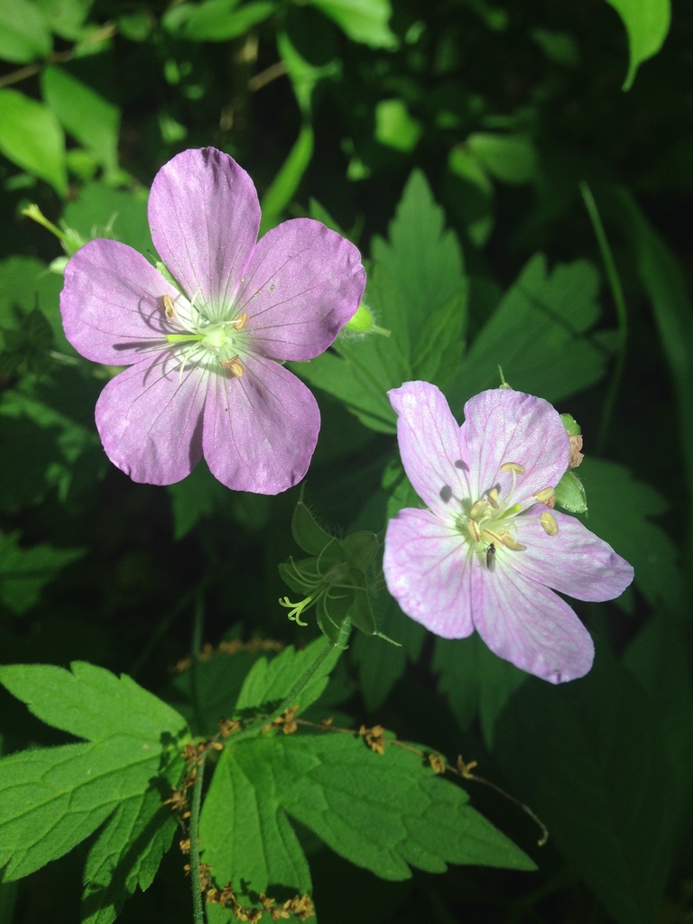 Spotted geranium (Wildflowers of Floracliff Nature Sanctuary ...