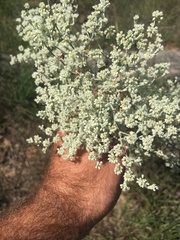 Eriogonum annuum